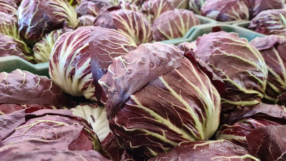 E Iniziata La Raccolta Primaverile Del Radicchio Di Chioggia Igp